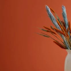 Hot Sale 🔥 Dorma Dorma Fox Tail Matt Emulsion Paint 🤩