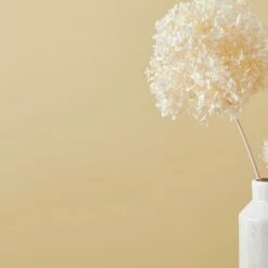 Flash Sale 💯 Dorma Dorma Buttermilk Eggshell Paint ✔️